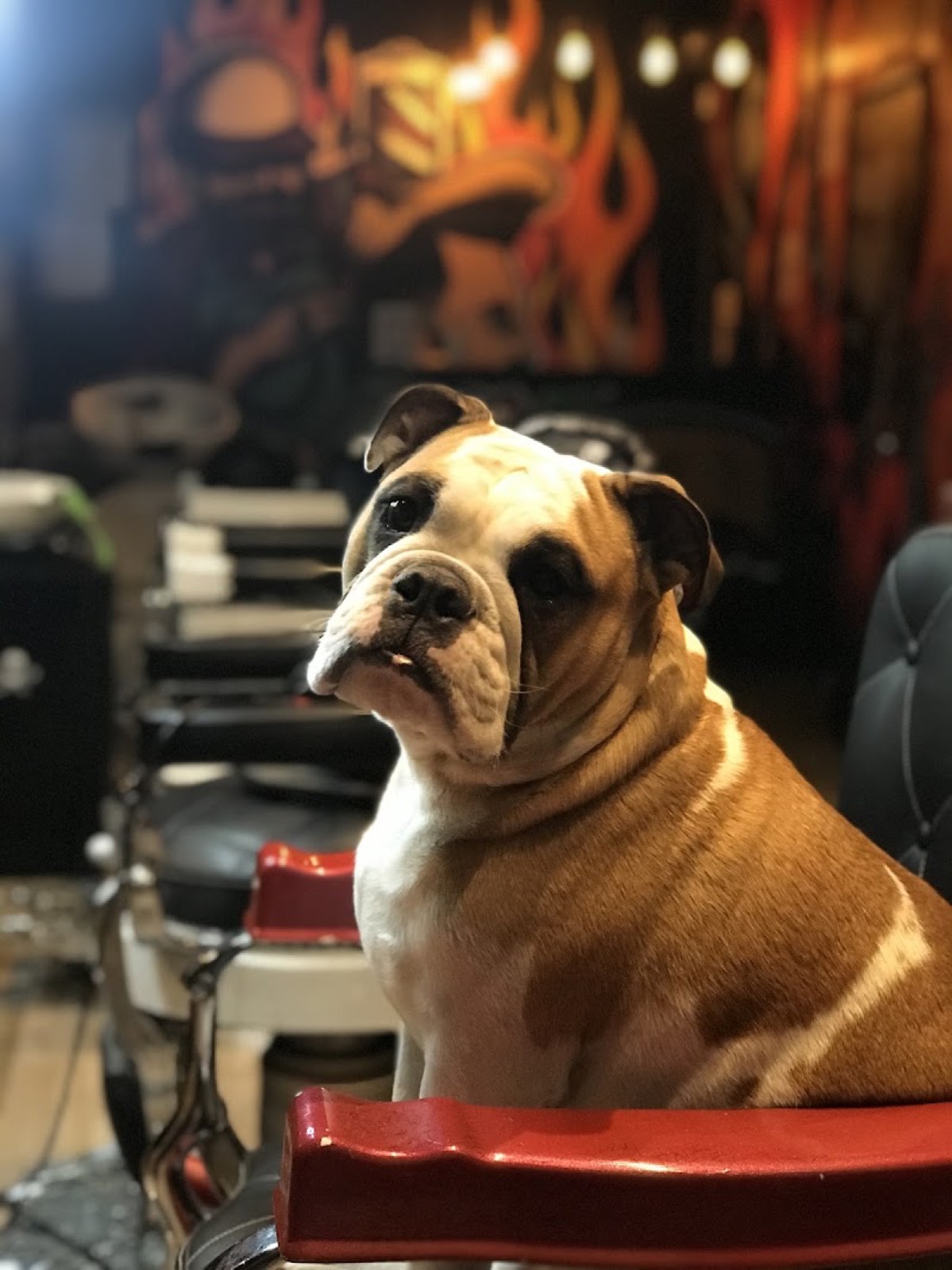 El bulldog de la casa sentado en uno de los sillones de barbero.