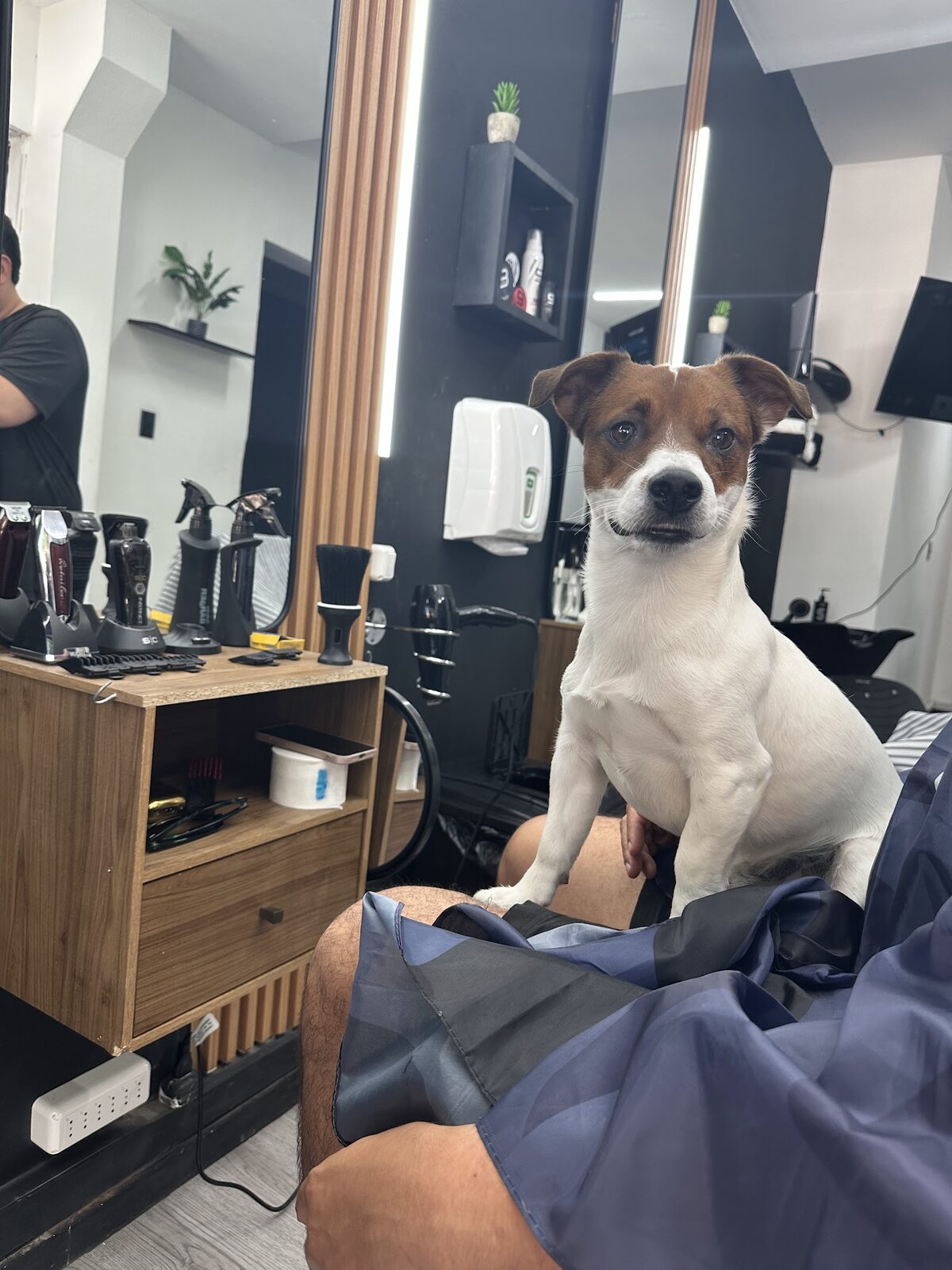 Un perro sentado sobre la falda de un cliente con la capa puesta